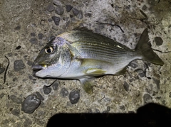 ヘダイの釣果