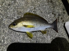 釣果