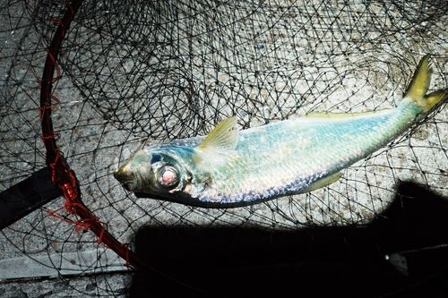 ヒラの釣果