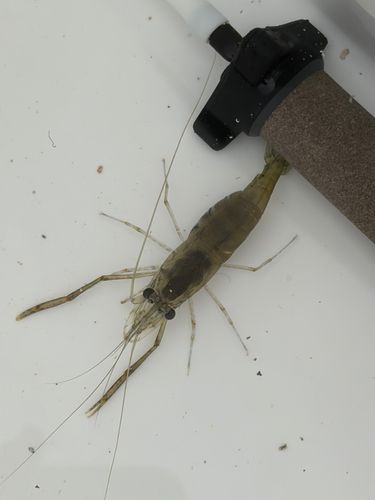 テナガエビの釣果
