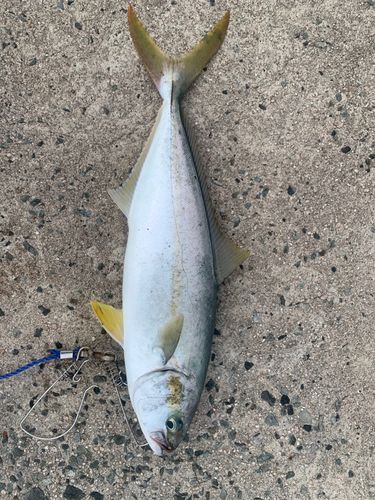 ヒラマサの釣果