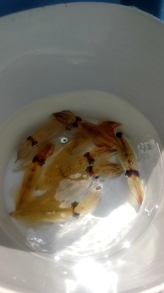 マルイカの釣果