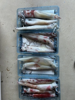 ケンサキイカの釣果