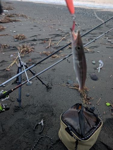カマスの釣果