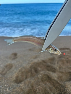 キスの釣果