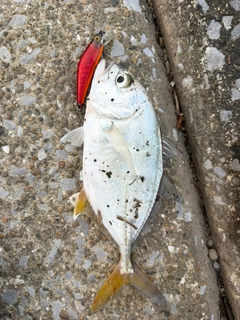 メッキの釣果