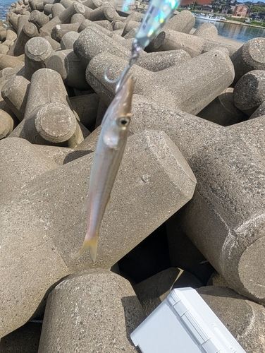 カマスの釣果