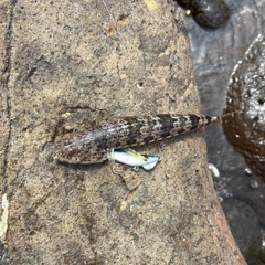 アカエソの釣果