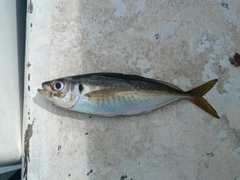 マアジの釣果