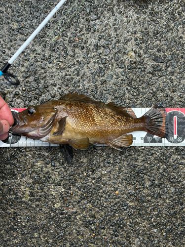 エゾメバルの釣果