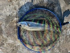 スズキの釣果