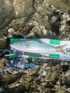 メジロの釣果