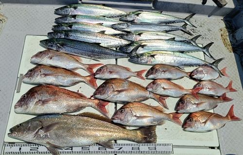 サワラの釣果