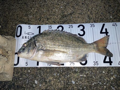 ミナミクロダイの釣果