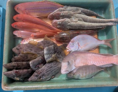 シロアマダイの釣果