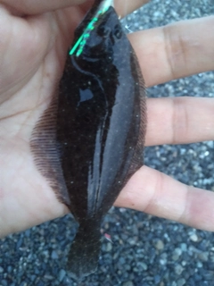 ヒラメの釣果