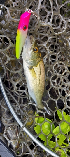スズキの釣果