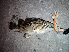 ソイの釣果