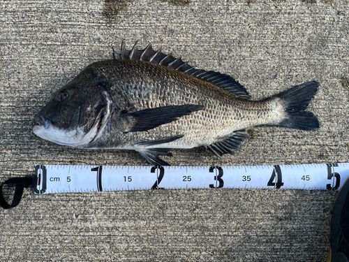 チヌの釣果
