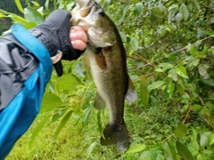 ラージマウスバスの釣果