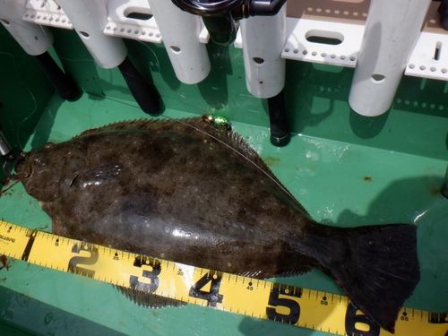 ヒラメの釣果