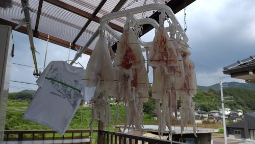 ケンサキイカの釣果