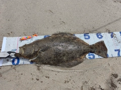ヒラメの釣果