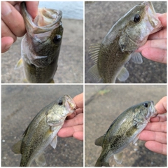 ブラックバスの釣果