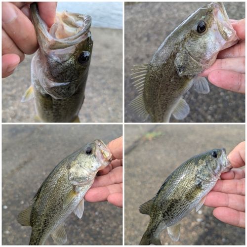 ブラックバスの釣果