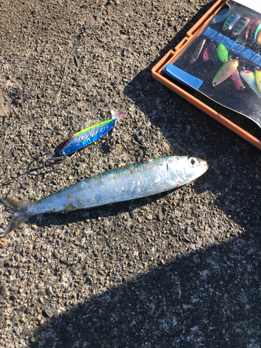 イワシの釣果