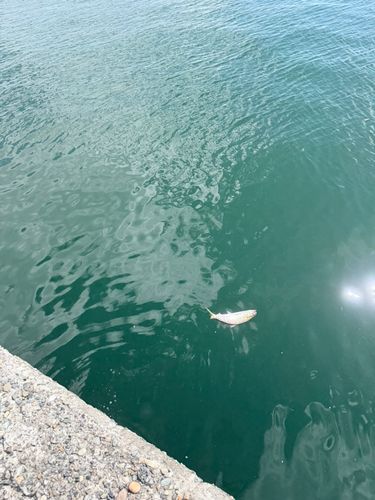 コノシロの釣果