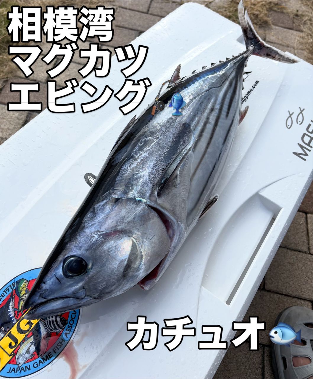 SHIMANO 19ステラ SW 10000PGの最安値・インプレ・釣果 | 本音の口コミ