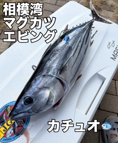 カツオの釣果