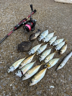 アジの釣果