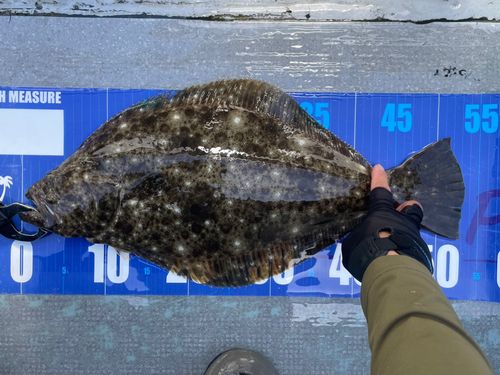ヒラメの釣果