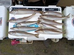 シロギスの釣果