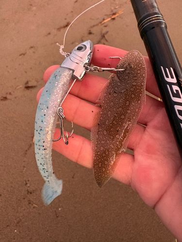 シタビラメの釣果