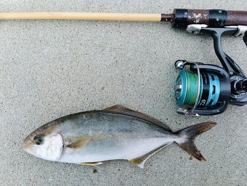 ショゴの釣果