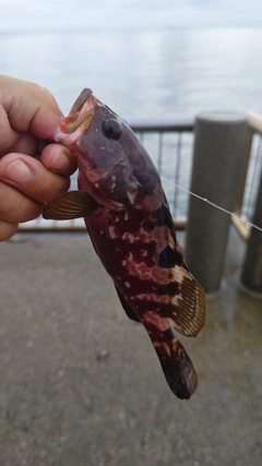 キジハタの釣果