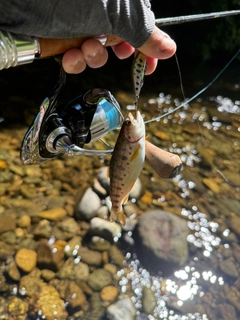 ヤマメの釣果