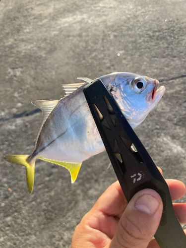 ギンガメアジの釣果