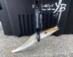 カマスの釣果