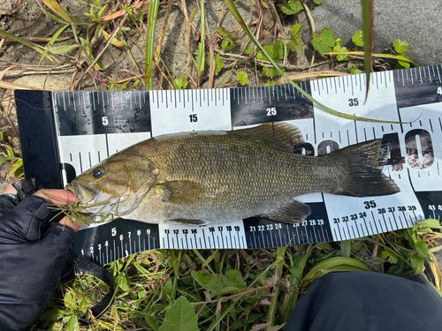 スモールマウスバスの釣果