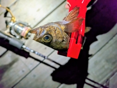 メバルの釣果