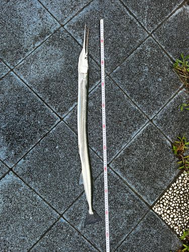 ダツの釣果