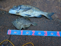 カワハギの釣果