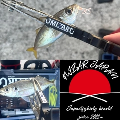 マアジの釣果