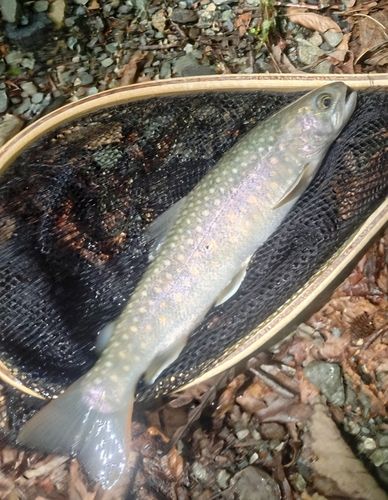 イワナの釣果