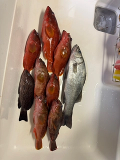 セイゴ（ヒラスズキ）の釣果