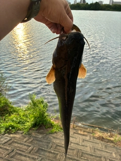 ナマズの釣果